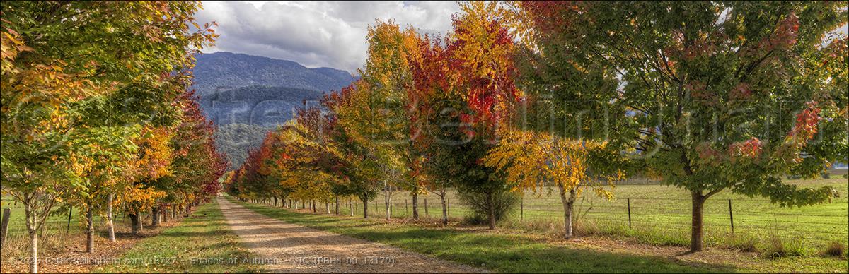 Peter Bellingham Photography Shades of Autumn - VIC (PBH4 00 13179)
